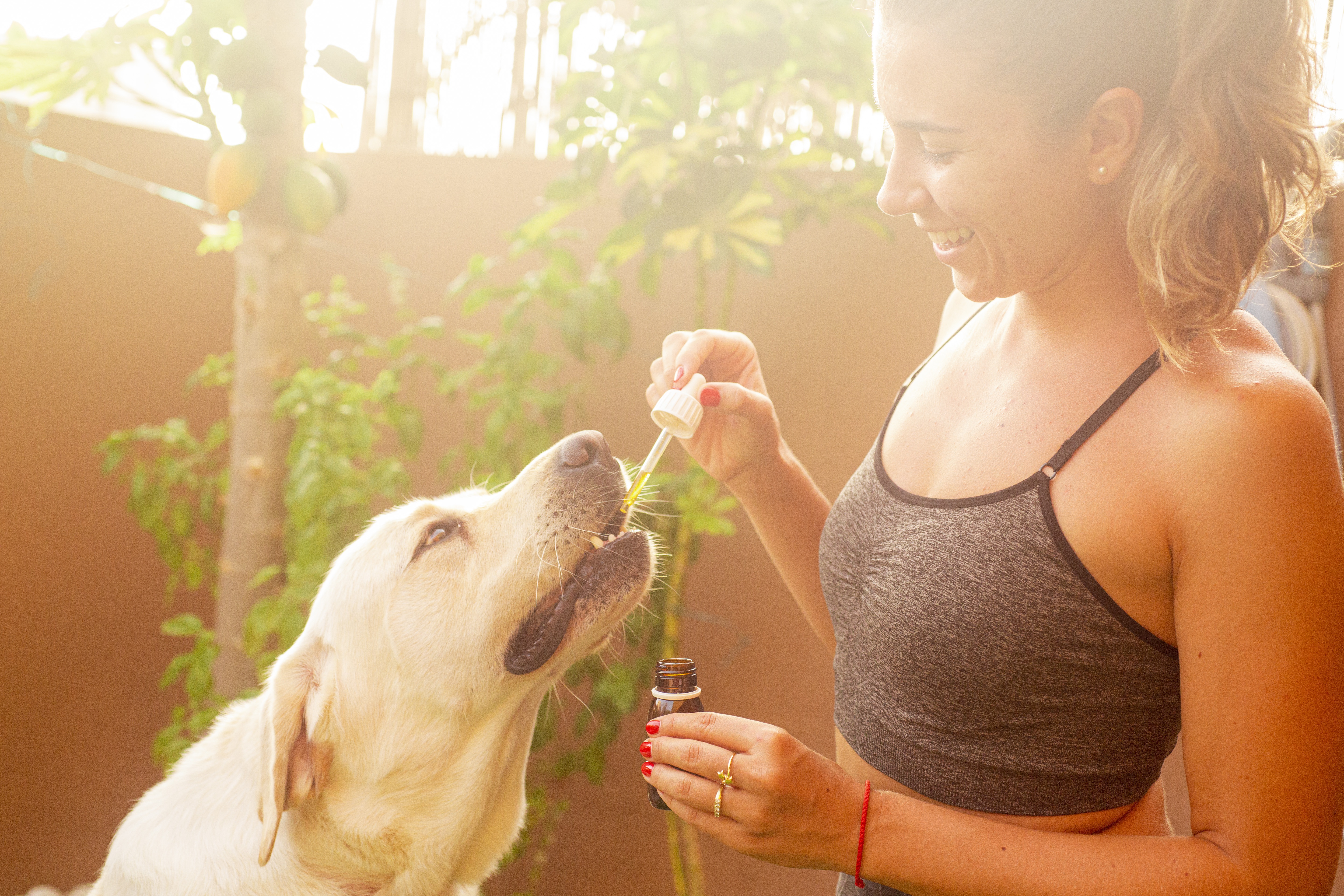 Are Pet Supplements a Daily Essential? Building a Better Wellness Routine for Dogs and Cats